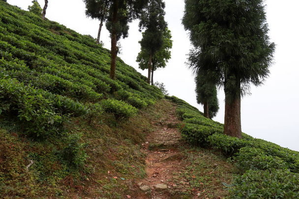 Paysage rural de Kurseong à Darjeeling - Photo, image