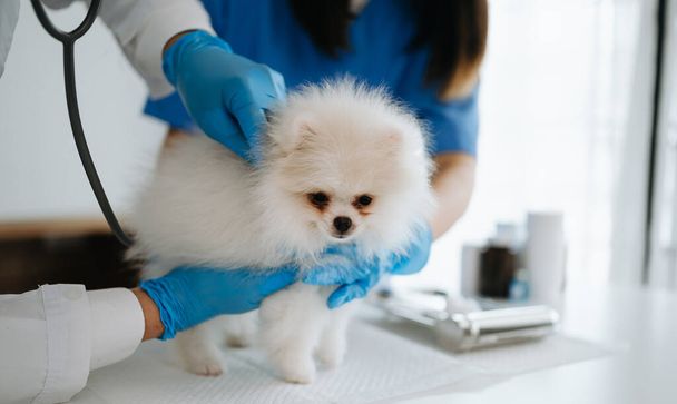 Veterinarian doctors and Pomeranian puppy at veterinary ambulance - Фото, изображение