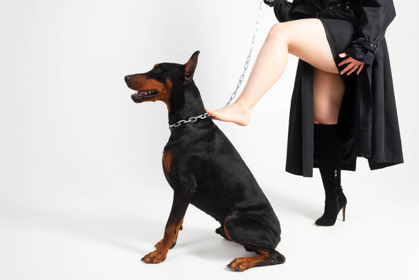 A young beautiful Doberman on a chain and his owner, elegant girl in a long black coat and bright red lipstick, lost one shoe. Isolated on a white background. - Foto, Imagem