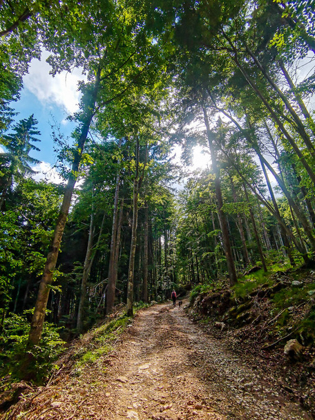 path in the forest - Zdjęcie, obraz