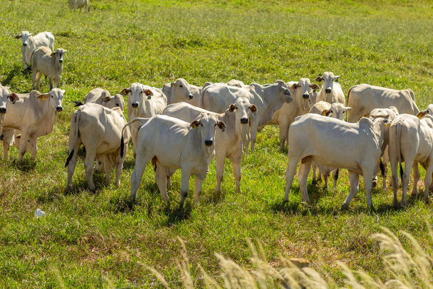  Eine kleine Herde weidet an einem warmen, sonnigen Tag auf dem Feld mit frischem Gras. - Foto, Bild