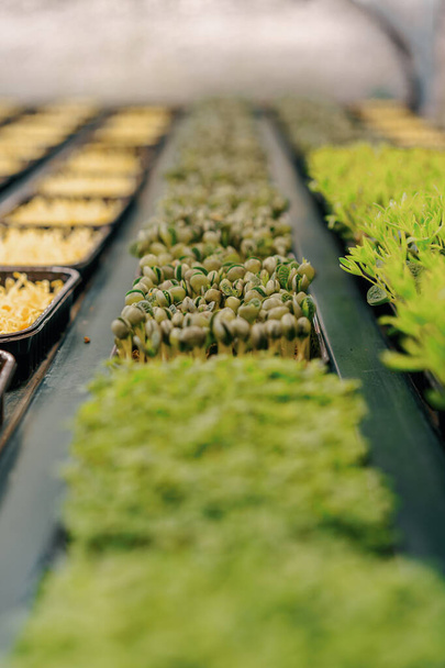 Several rows of various plant crops are represented by young shoots of microgreen farm - Photo, Image