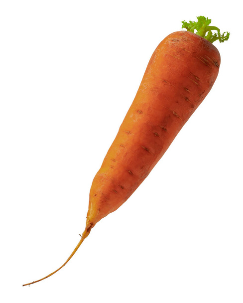 одна спелая морковь с зелеными листьями - Фото, изображение