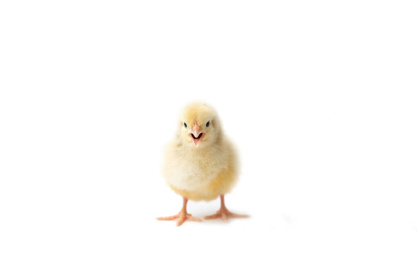 chicken brown three weeks old, little hen, isolated chick, chick on a white background - 写真・画像
