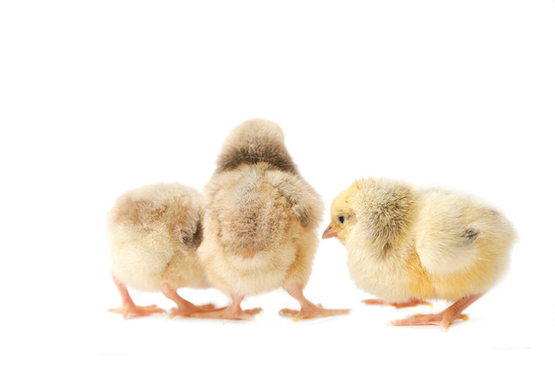 chicken brown three weeks old, little hen, isolated chick, chick on a white background - Foto, immagini