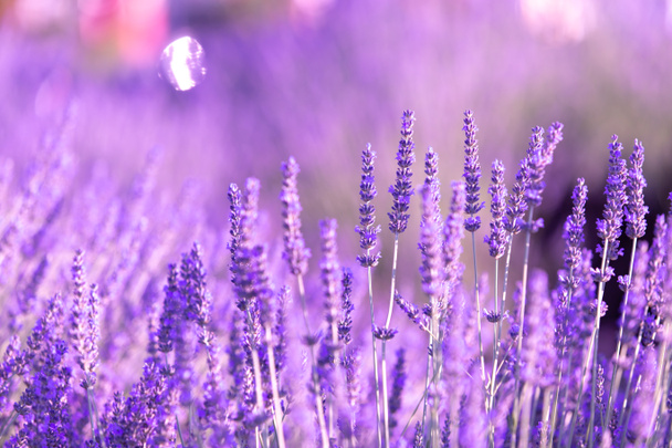 Laventelipensaita lähikuvassa auringonlaskun aikaan. Auringonlasku loistaa yli violetti kukkia laventeli. Provencen alue Ranskassa - Valokuva, kuva