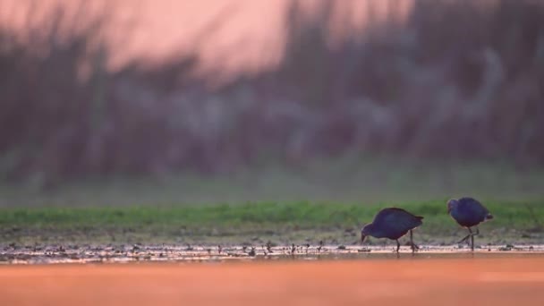 Szürke fejű mocsarak vizes élővilágában - Felvétel, videó