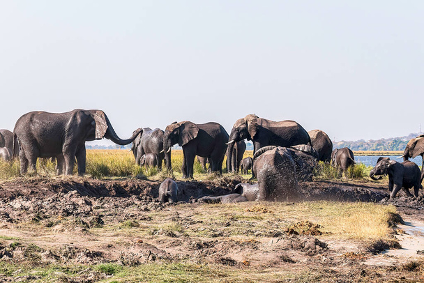 Stado dzikich słoni bawi się w błocie obok Chobe River Water. Botswana - Zdjęcie, obraz