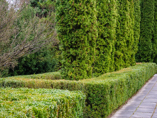 Walking way made of concrete slabs near bushes growing around a row of thuas - Foto, immagini
