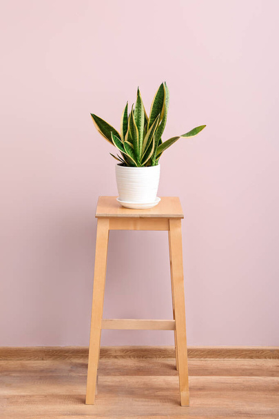 Green houseplant on stool near pink wall in room - 写真・画像