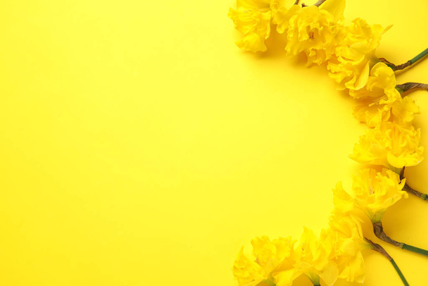 Kaunis Narcissus kukkia värillinen tausta - Valokuva, kuva