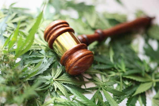 Puinen tuomari nuija vihreä kannabis lehdet lähikuva. Hamppuun perustuvan huumausaineiden viljelyn ja jakelun laillistaminen - Valokuva, kuva
