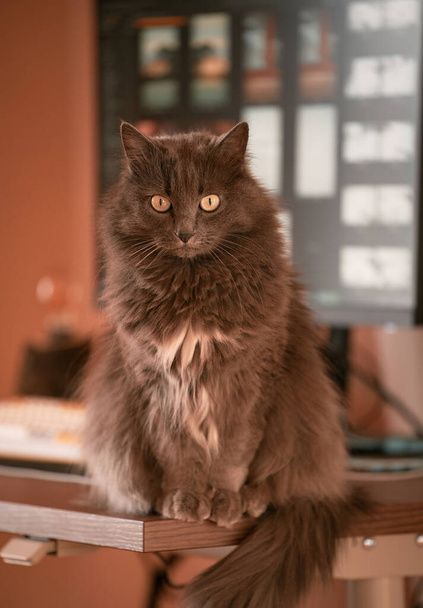 Egy gyönyörű házi macska portréja. Háziállatok benntartása a ház koncepciójában. - Fotó, kép