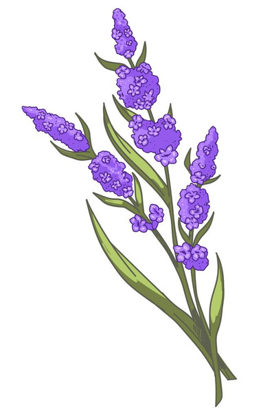 Flourishing lavender plant, branch with leaves and tender petals. Rustic flowers in blossom, fragrance and aromatic smell of blossom. Botanical diversity or decor for card. Vector in flat style - Διάνυσμα, εικόνα