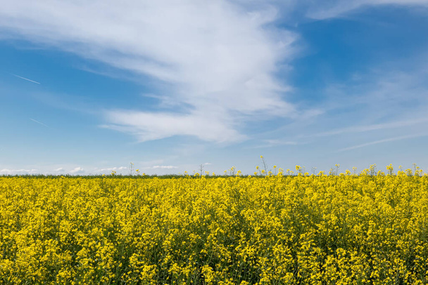 Tavaszi táj repce virágok mező ellen kék ég. Repceolaj és bioüzemanyag. - Fotó, kép