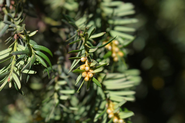 Irish Yew branch with flower buds - Latin name - Taxus baccata - 写真・画像
