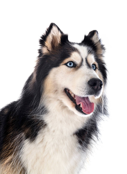 young Siberian Husky in front of white background - Fotó, kép