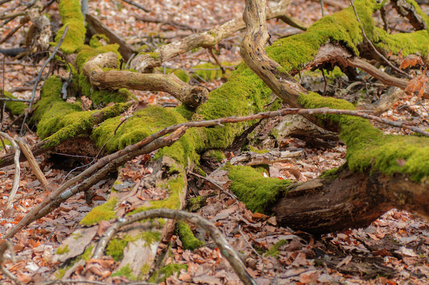 Mossy tree trunks in the forest. Seasonal natural background. - Foto, afbeelding