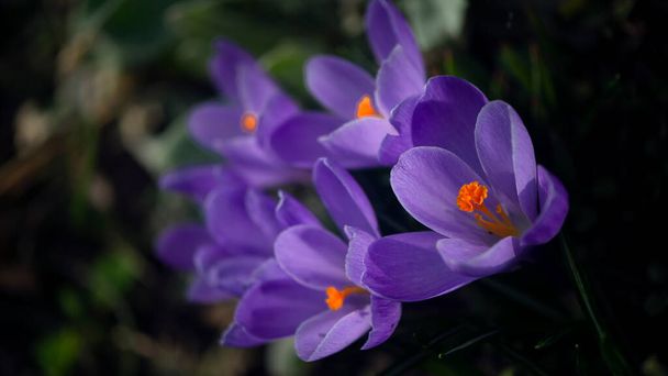  サフランの蒸留、プリムスの再現春の繊細な花。庭のサフラン. - 写真・画像