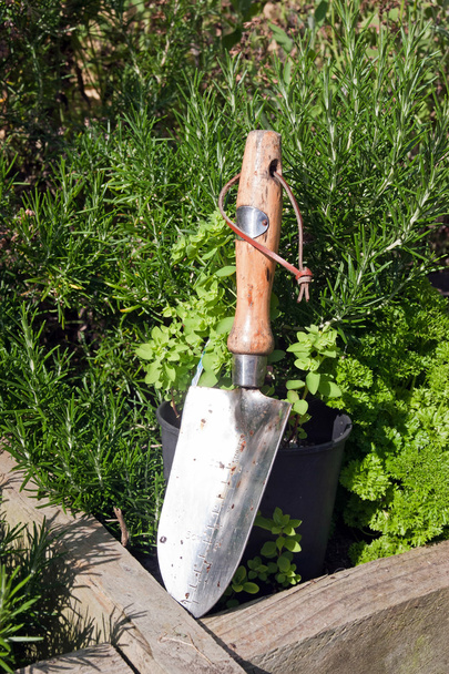 Kielnie stalowe ogród w ogrodzie ziołowym - Zdjęcie, obraz