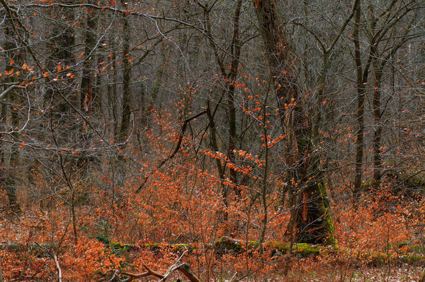Forêt d'automne avec arbres et feuilles tombées sur le sol. Concentration sélective. - Photo, image