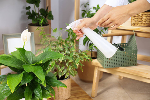 Затишне хобі - вирощування кімнатних рослин вдома
 - Фото, зображення