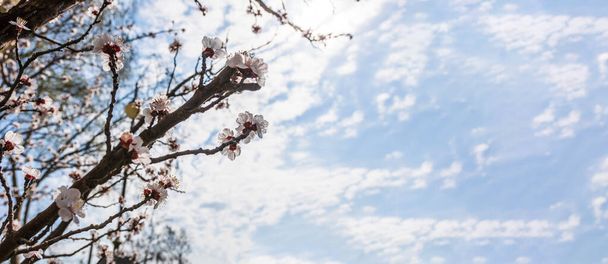 A tree with white flowers and a blue sky in the background - Photo, Image