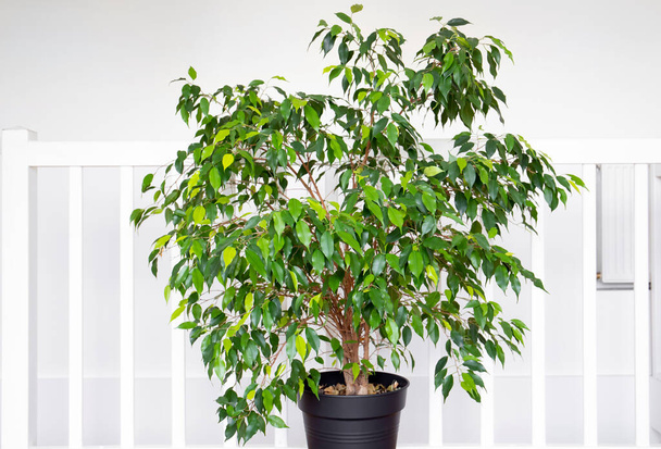 Mooie weelderige kamerplant Ficus benjamina, algemeen bekend als huilende vijg, benjamin vijg of ficus boom groeien in moderne witte huiskamer. - Foto, afbeelding