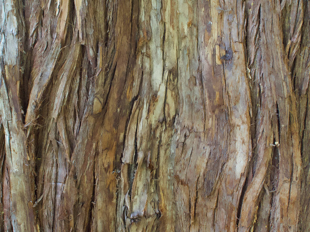 Beau gros plan de l'écorce de thuja plicata - Photo, image