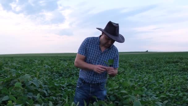 Amerikanischer Bauer mit Cowboyhut inmitten von Plantagen mit landwirtschaftlichen Pflanzen. Junge Sojabohnen. Bioprodukte - Filmmaterial, Video