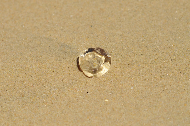 Маленькі медузи на березі
 - Фото, зображення