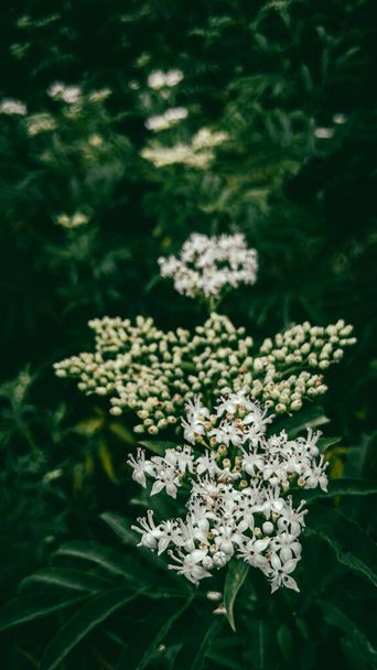 Bahar çalılarının dallarında küçük beyaz çiçekler - Fotoğraf, Görsel