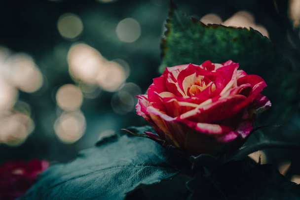 赤バラの夜の香り - 写真・画像