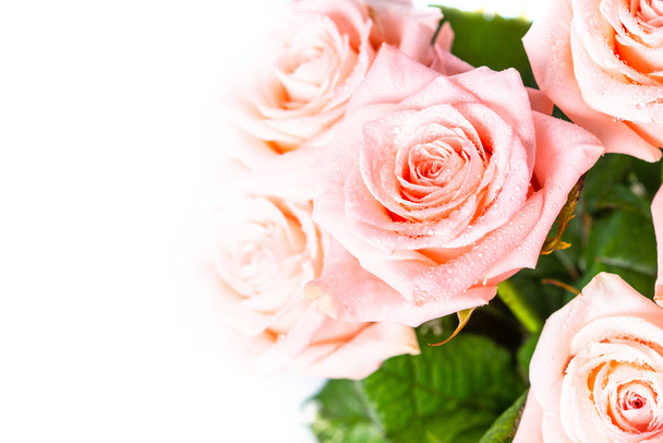 Ροζ τριαντάφυλλο λουλούδι στο λευκό. Κοντινό πλάνο, μακρο εικόνα.Φρέσκο λουλούδι με σταγόνες. - Φωτογραφία, εικόνα