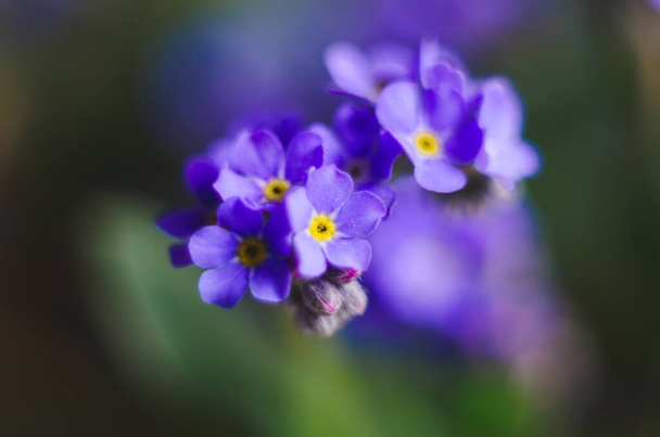 Beautiful and delicate small blue Myosotis flowers close up. Wild blue little flower of Myosotis, closeup. A beautiful little flower, Myosotis scorpioides - Photo, Image