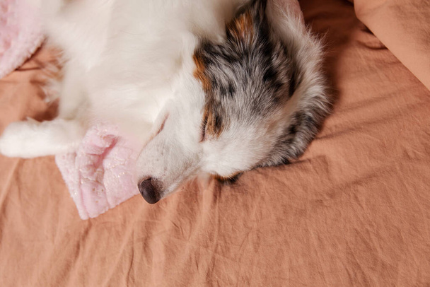 Cozy canine naptime. Aussie dog snuggles up under a warm plaid on a comfy bed. Pet-lovers, relaxation-themed content. Australian shepherd dog. Miniature American Shepherd dog breed - Foto, afbeelding
