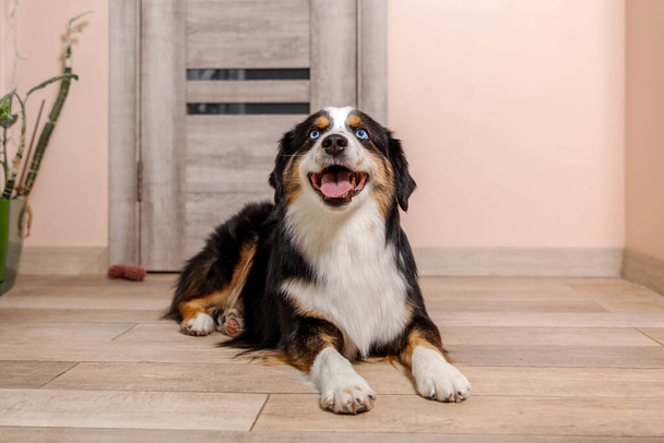 Miniature American Shepherd dog at home, surrounded by cozy furnishings and warm lighting, creating a charming domestic scene - Zdjęcie, obraz
