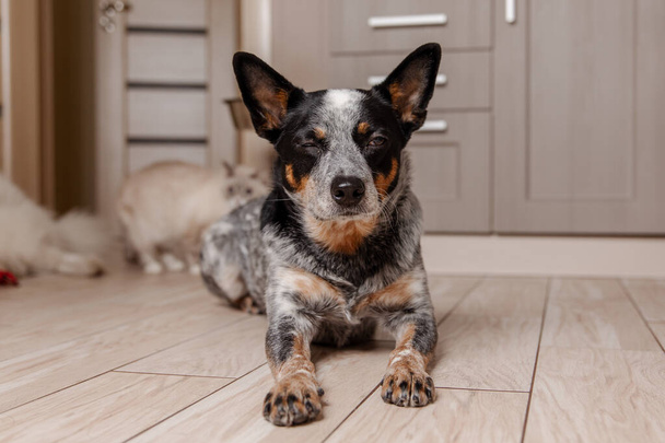 Australian Cattle dog laying on the floor with a cat behind it - Fotografie, Obrázek