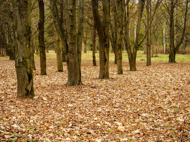 Рассеянные листья на земле возле стволов стоячего дерева - Фото, изображение