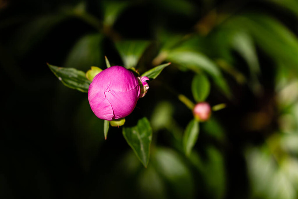 Παιωνία 'Lady Alexandra Duff' με διπλό ροζ λουλούδι - Φωτογραφία, εικόνα