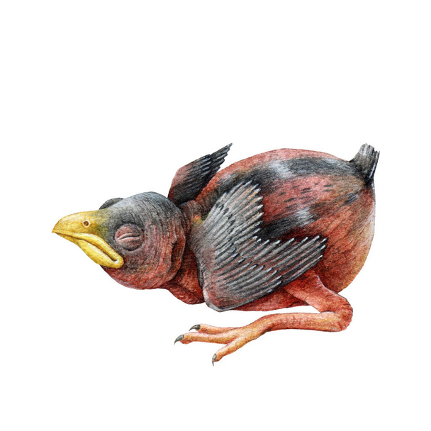 Pasgeboren vogel aquarel illustratie. Met de hand getekend nestelement. Huismus vogel pasgeboren kuiken. Klein blind leggend eenzijdig nestelend. Geïsoleerd op witte achtergrond. - Foto, afbeelding