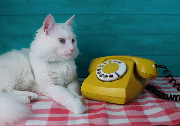 Yeşil gözlü ve pembe burunlu beyaz tüylü bir kedi turkuaz ahşap bir duvarın arka planında sarı bir retrofonla konuşuyor. - Fotoğraf, Görsel