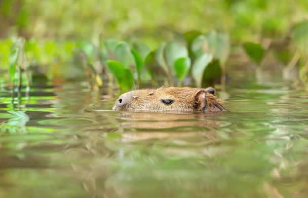 Capybara nadando en un río, Pantanal Sur, Brasil. - Foto, imagen