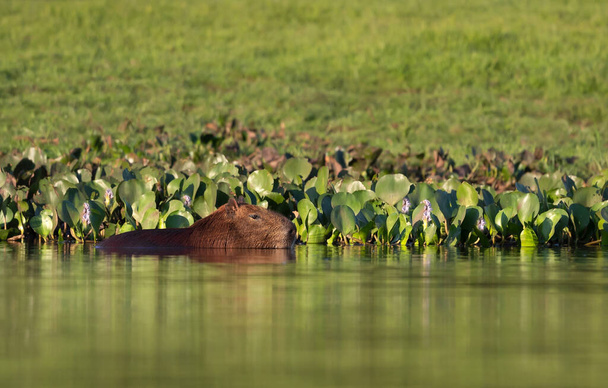 Capybara swimming in a river, South Pantanal, Brazil. - Photo, Image