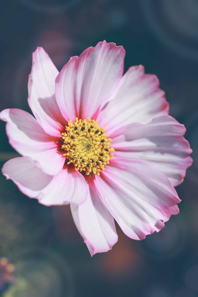 Pink cosmos flower blooming in the garden - Photo, image