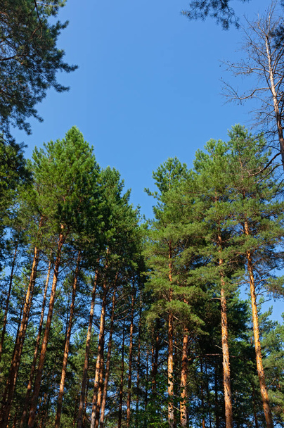 Pine forest with tall coniferous trees and blue sky on a sunny day, view from bottom to top - Foto, imagen