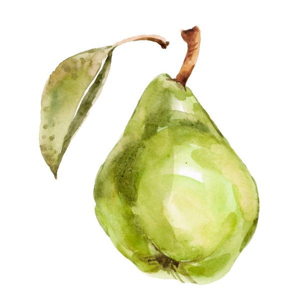 Päärynä. akvarellimaalaus valkoisella taustalla
 - Valokuva, kuva