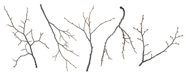 Conjunto de ramas de árbol aisladas sobre un fondo blanco. Ramas sin hojas, con brotes. - Foto, Imagen