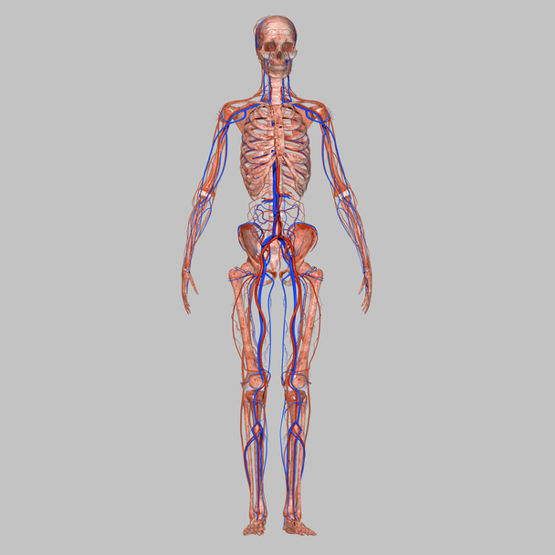 Skeleton with nervous system - Photo, Image