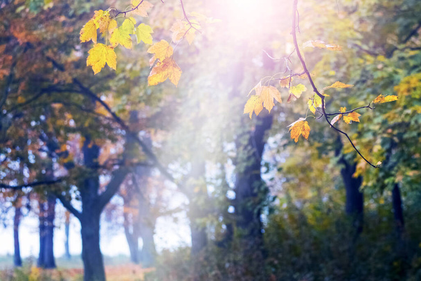 Autumn forest with yellow leaves on the trees on a sunny day - Photo, Image